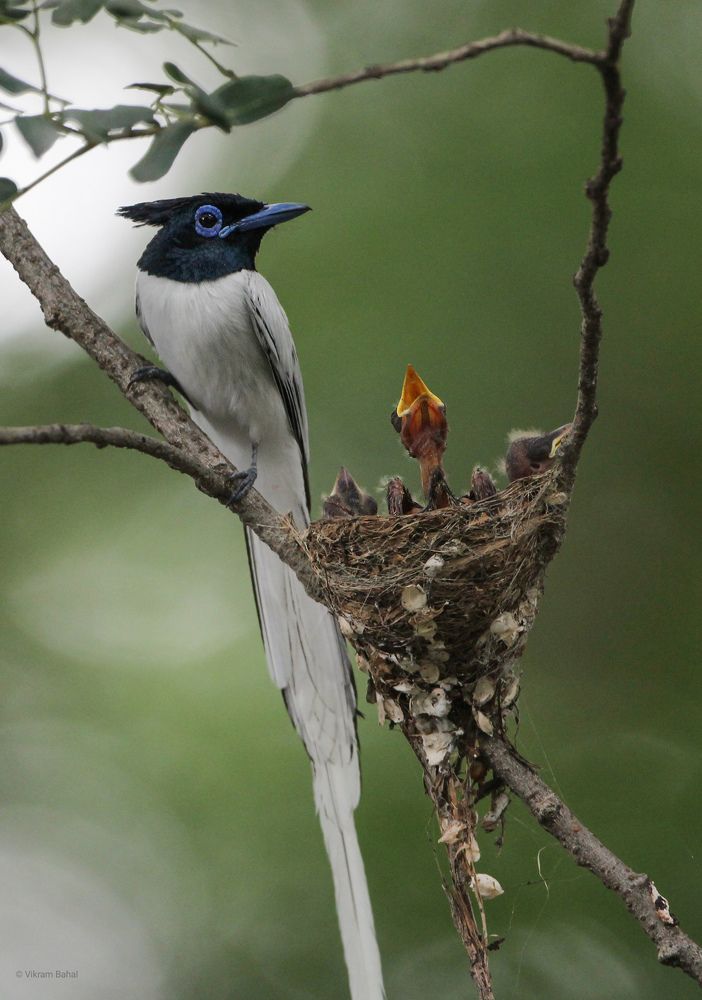 Photograph by Vikram Bahal