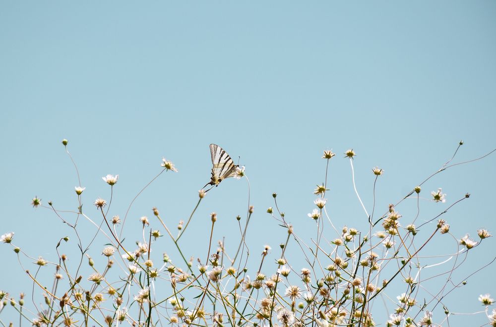 Photograph by Ehsan Fathi