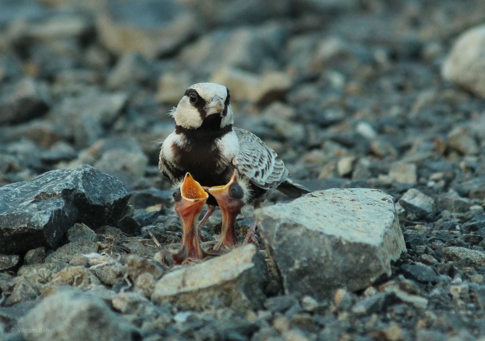 Photograph by Vikram Bahal