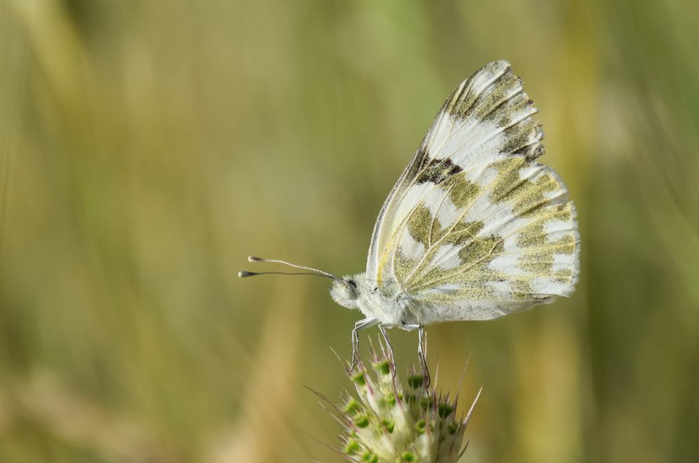 Photograph by Ehsan Fathi