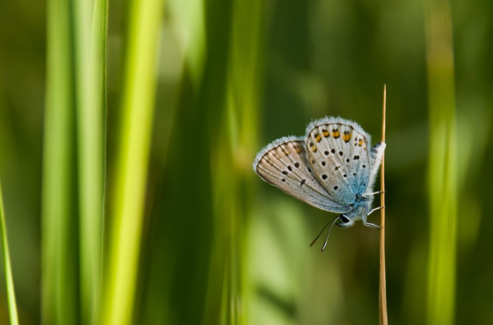 Photograph by Ehsan Fathi