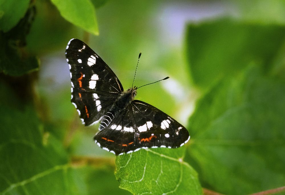 Photograph by Юлия Лушникова