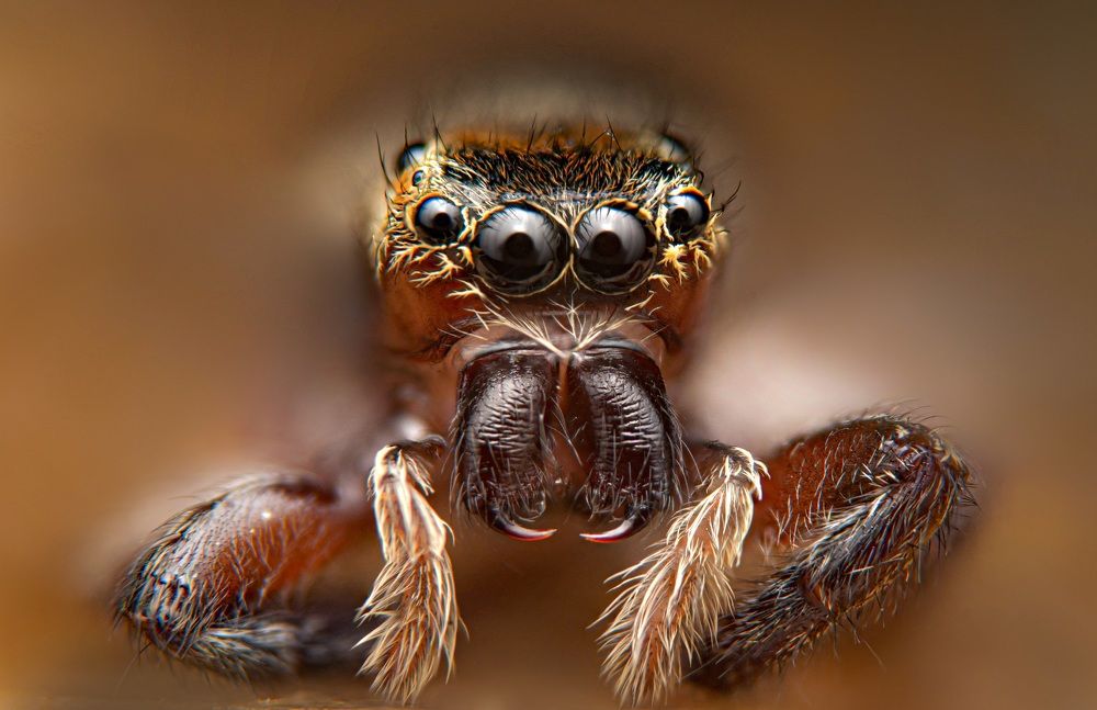 Photograph by Abdul Baqi