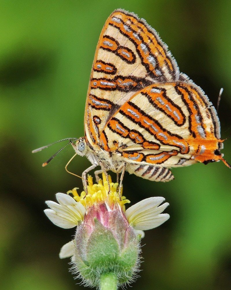 Photograph by Sayandeep Bandyopadhyay