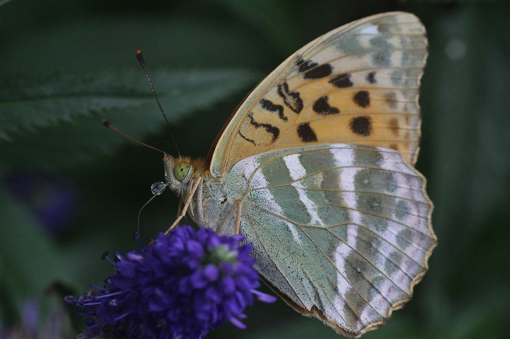 Photograph by Першин Виталий