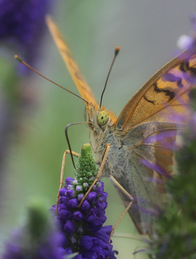 Photograph by Першин Виталий