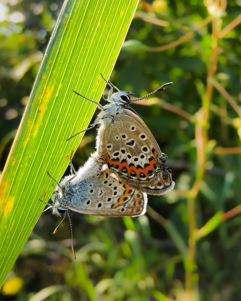 Фотография автора Дмитрий