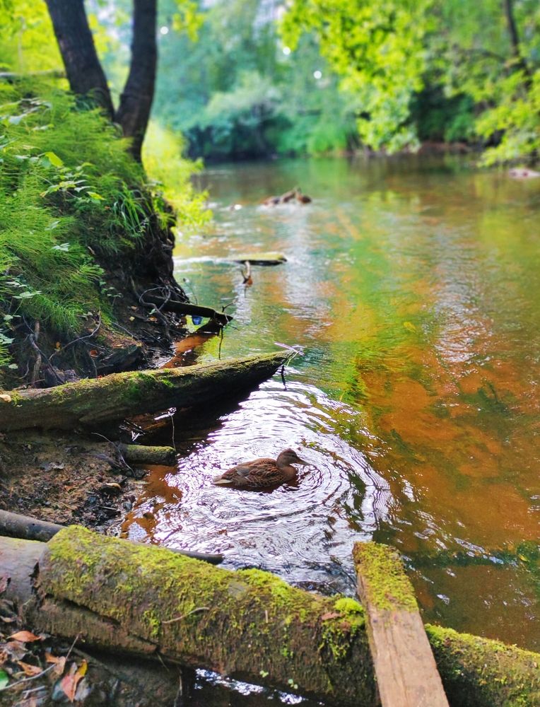 Фотография автора Светлана Смирнова