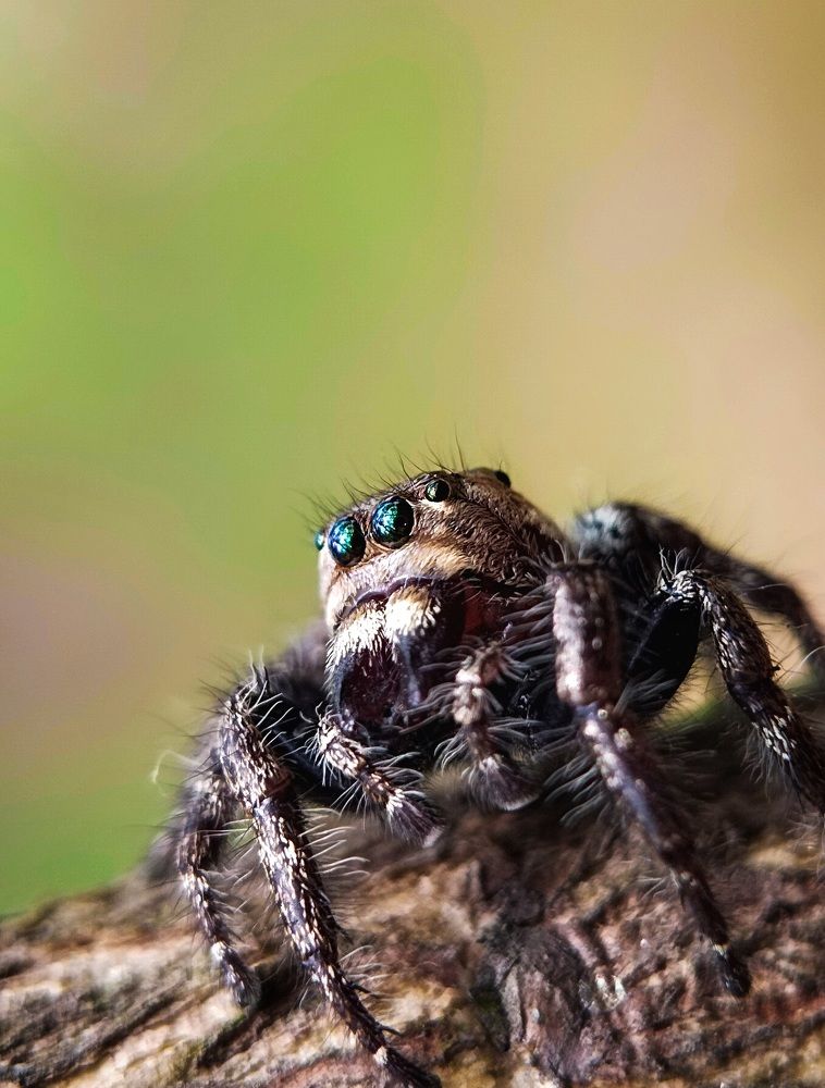 Photograph by Sanatan Sadhu