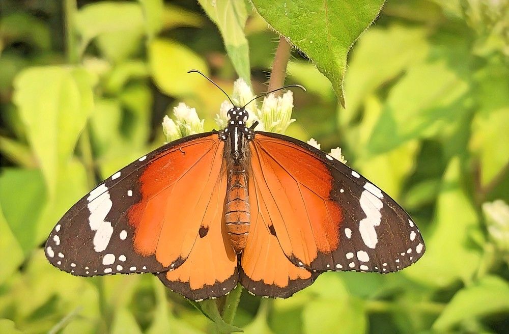 Photograph by Sanatan Sadhu