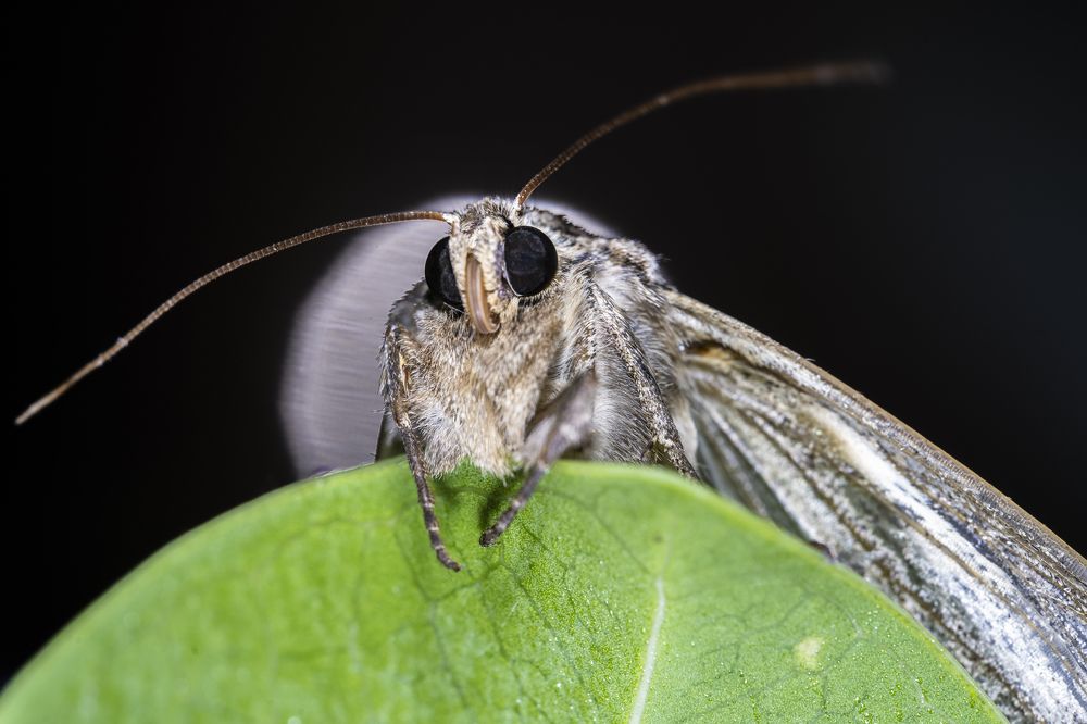 Photograph by Nikolay Nikolaev