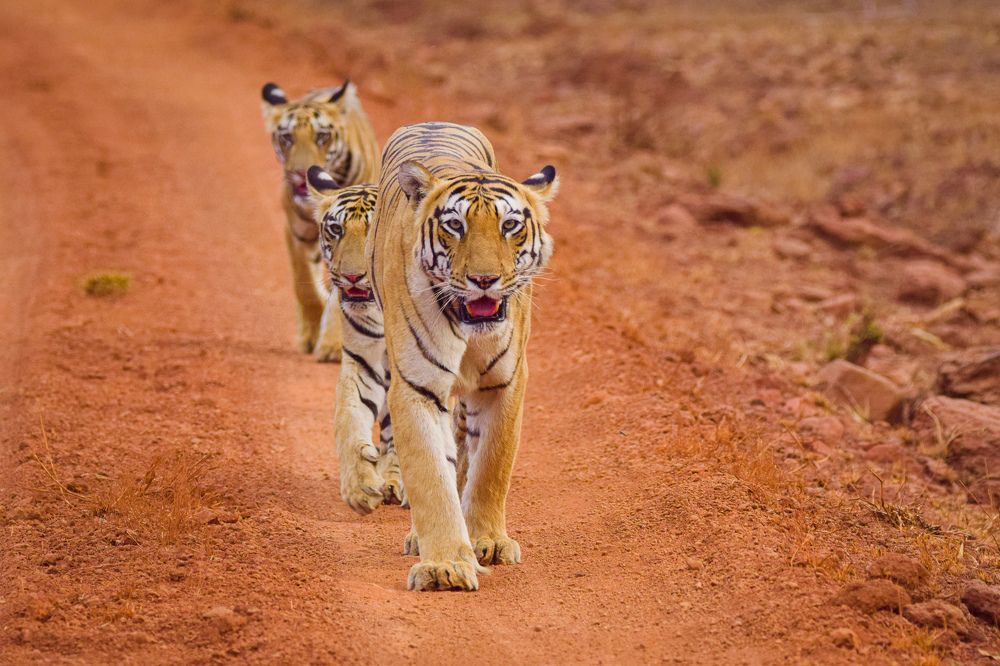 Photograph by Pritam Ghosh