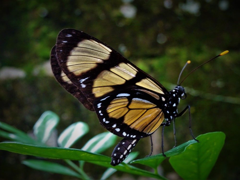 Фотография автора Denise Demange