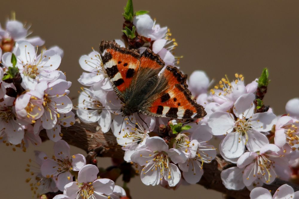 Photograph by Наталья Трифуз