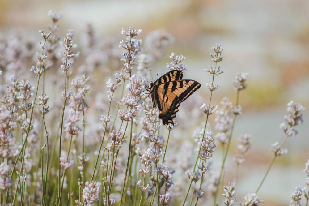 Photograph by BOUN PHOMMIXAY
