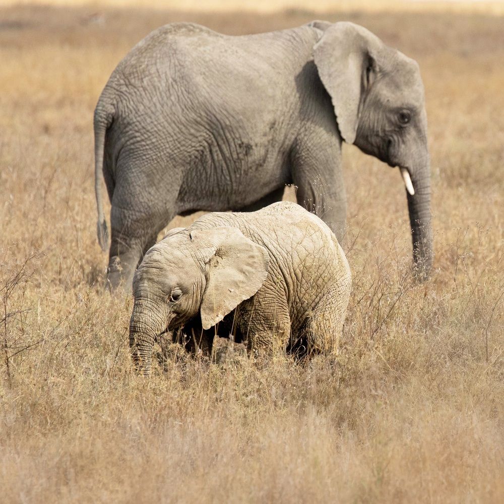 Фотография автора Anne Gabrielle Mougin