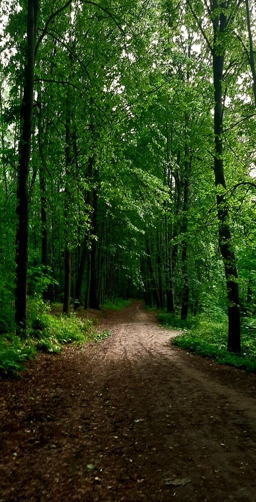 Реадовский парк в г. Смоленске.