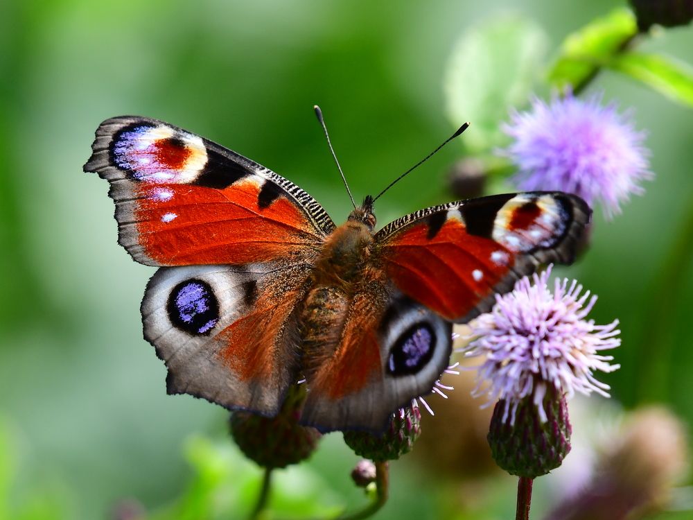 Photograph by Николай Абакумов