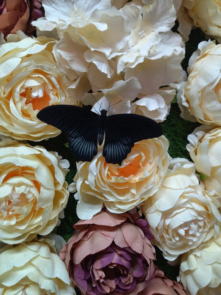 Photograph by Карина Шаланкова