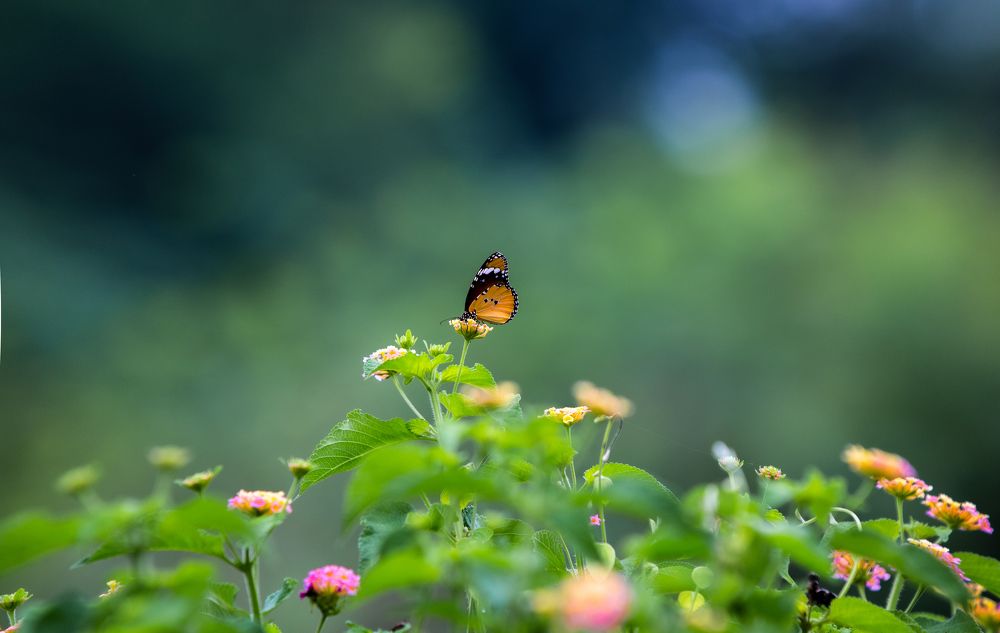 Photograph by Rashid Khan