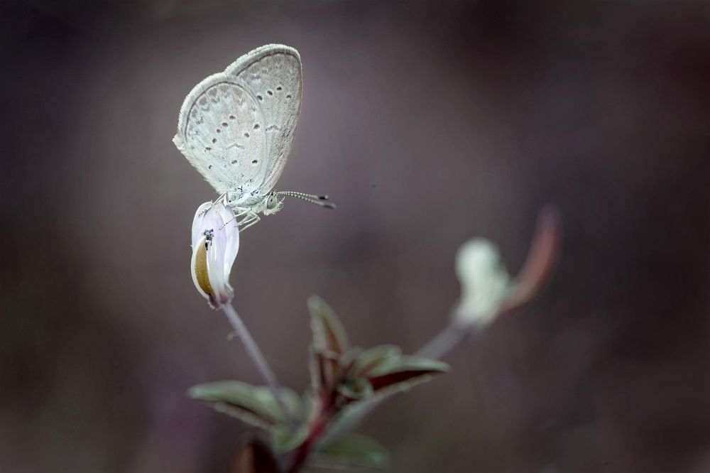Фотография автора Tran Anh Tuan