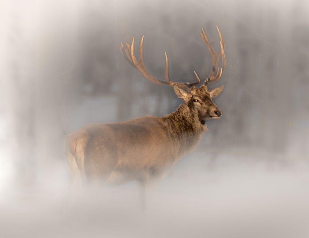Есть только миг...
