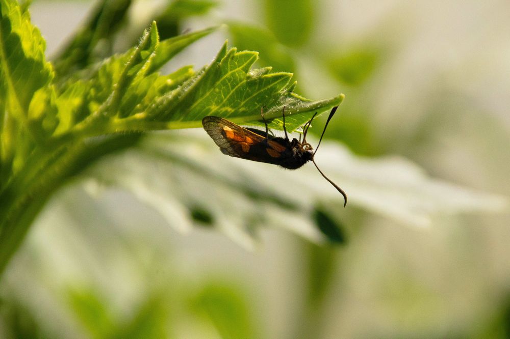Фотография автора Александр Крапачев