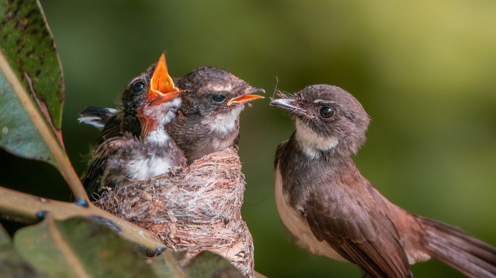 Photograph by Zhi Heng Lee