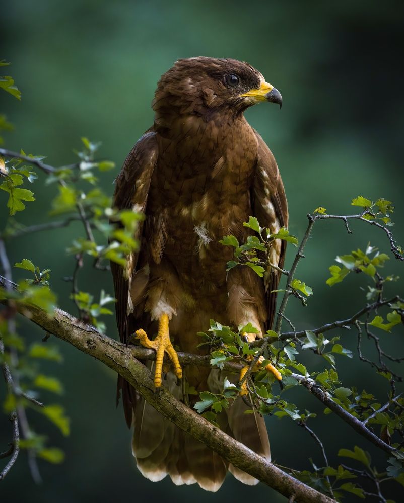 Фотография автора Sebastian Popa