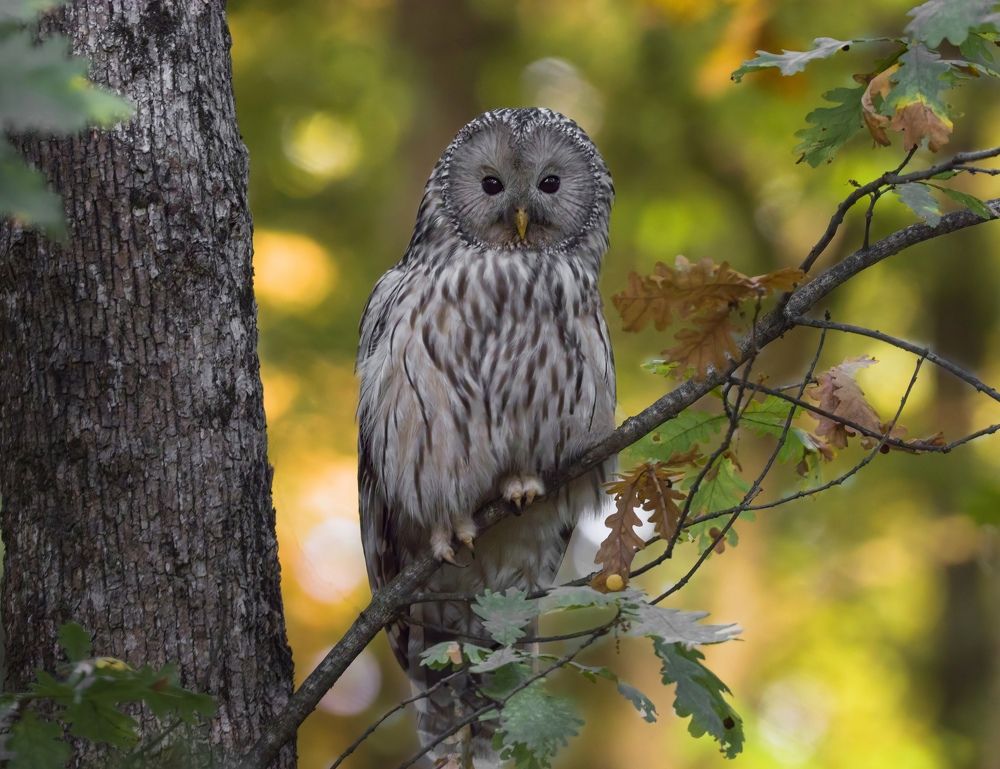 Фотография автора Sebastian Popa
