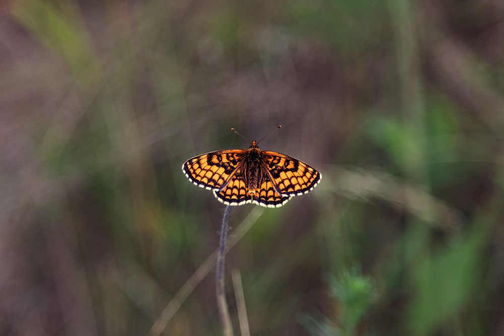 Photograph by Елена Овчинникова