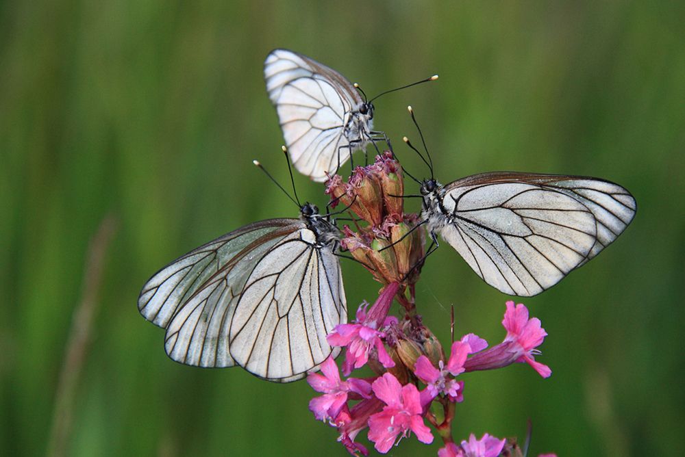 Photograph by Николай Кузьмин