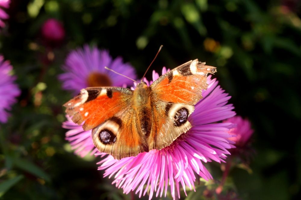 Фотография автора Aigars Jansons