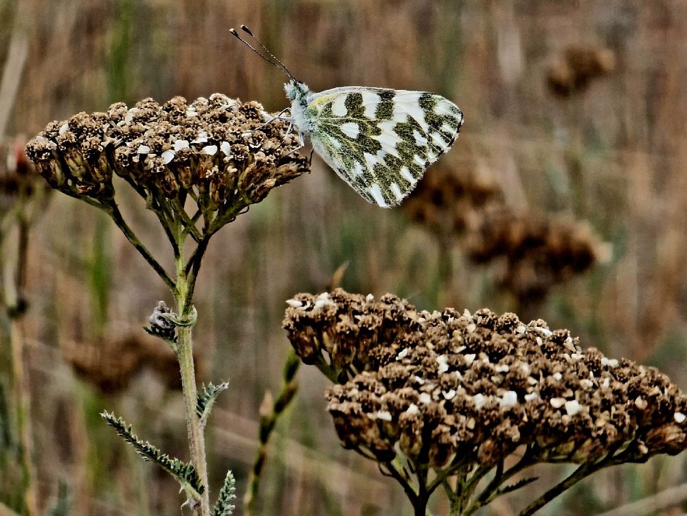 Photograph by Viana Vaseqi