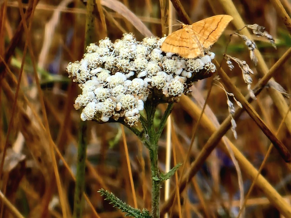 Photograph by Viana Vaseqi