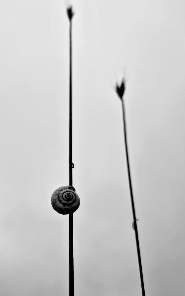 Photograph by Viana Vaseqi