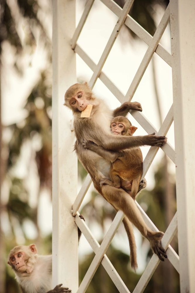 Остров обезьян