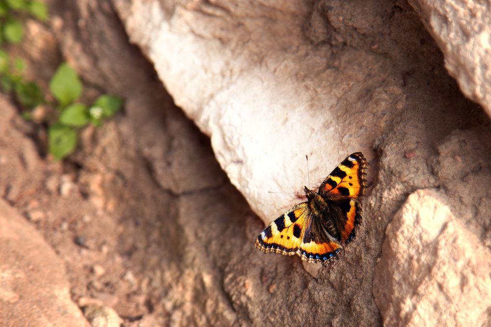 Photograph by Елена Овчинникова