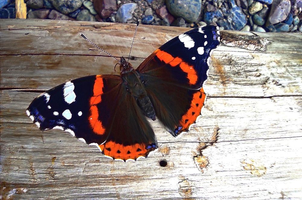 Photograph by Zeljka Miljic