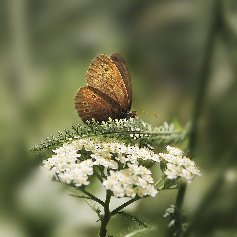 Photograph by Елена Кондратьева
