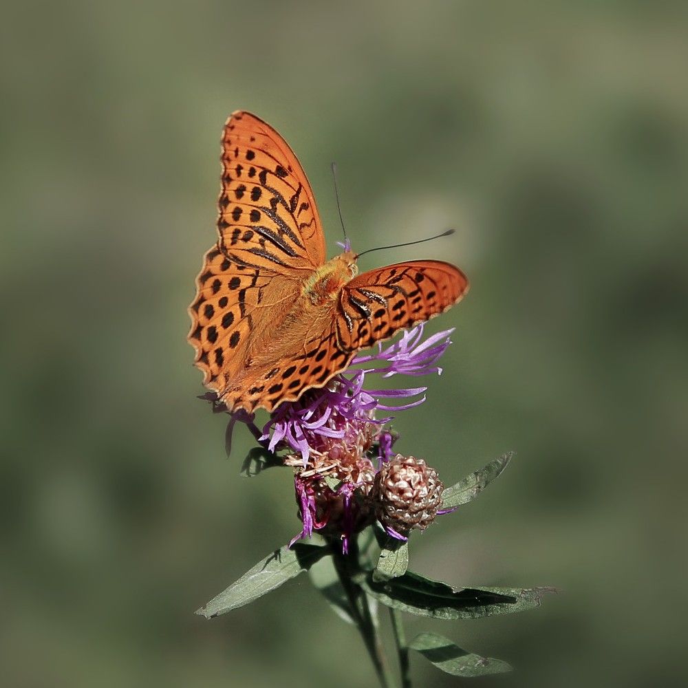 Photograph by Елена Кондратьева