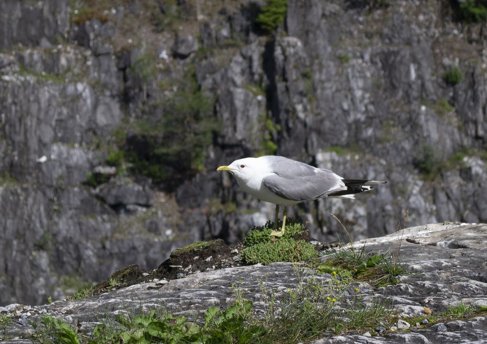 Фотография автора Алексеев Алексей