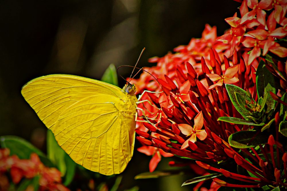 Фотография автора Rodolfo Pimentel