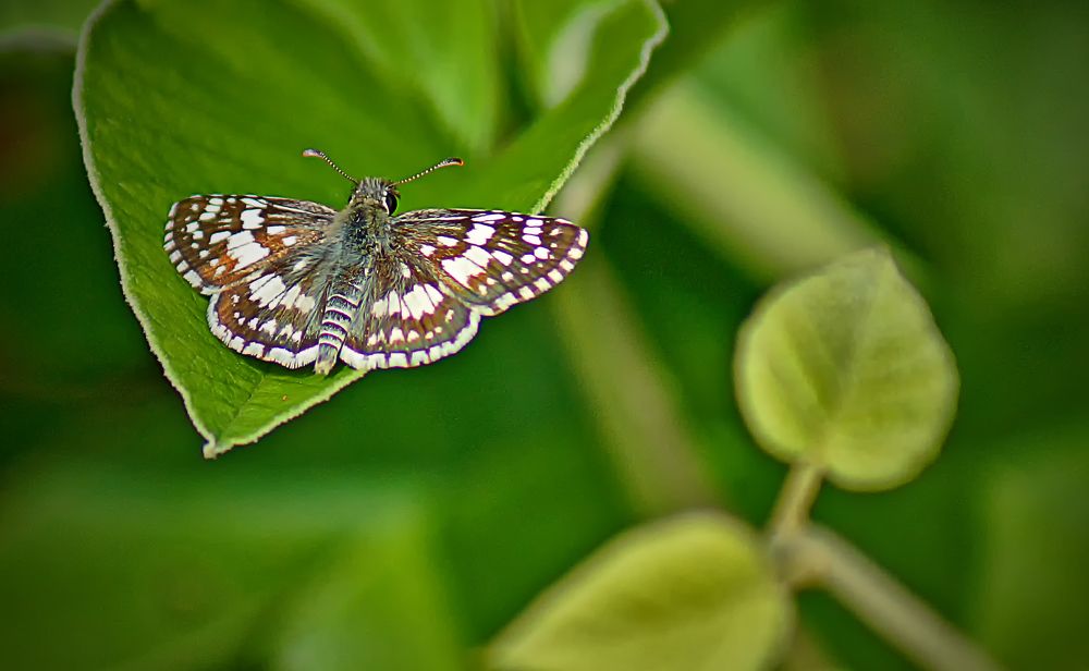 Фотография автора Rodolfo Pimentel