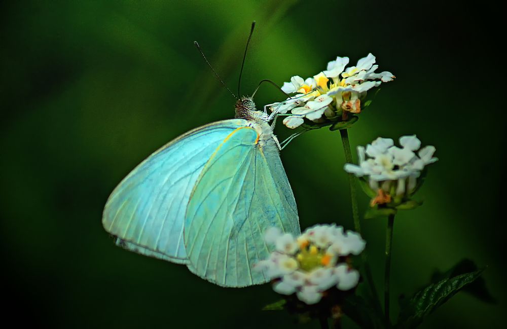 Фотография автора Rodolfo Pimentel