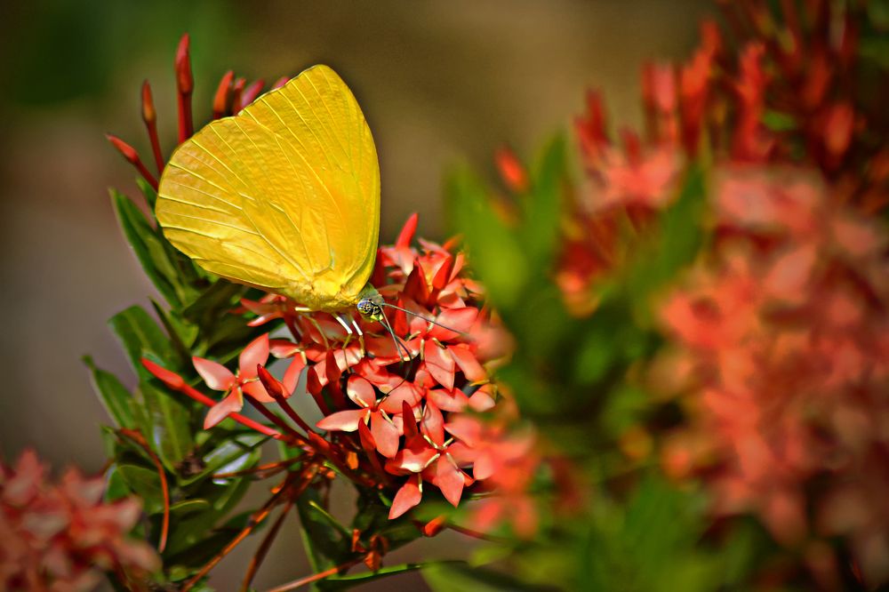 Фотография автора Rodolfo Pimentel