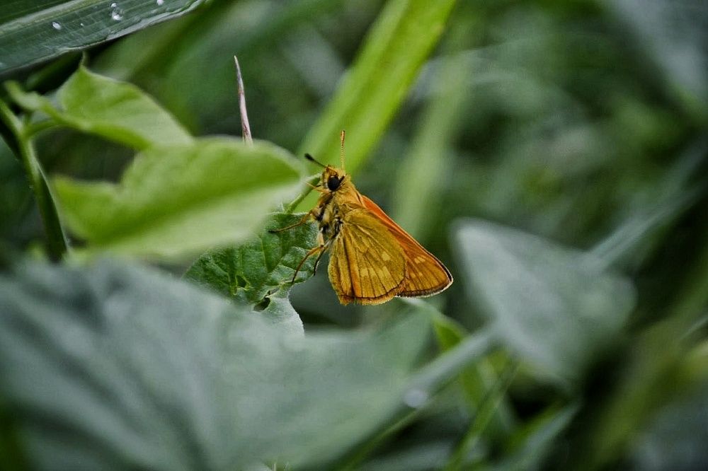 Photograph by Светлана Мазурова