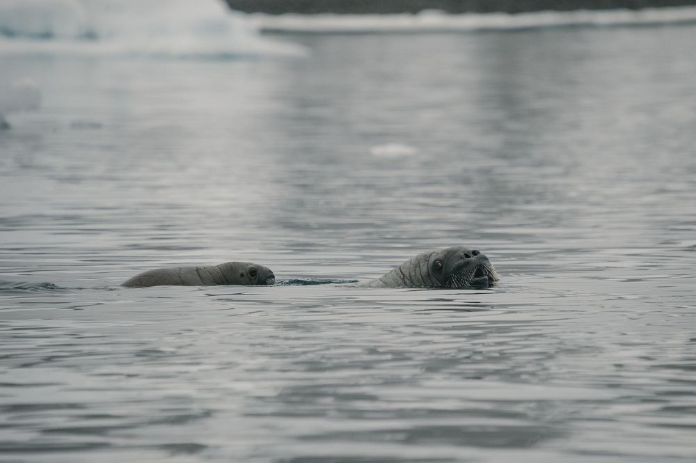 Photograph by Александр Малкин