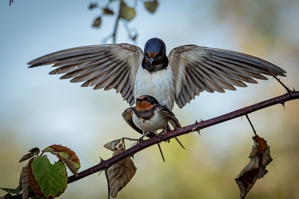 Photograph by Andrea Barlotti