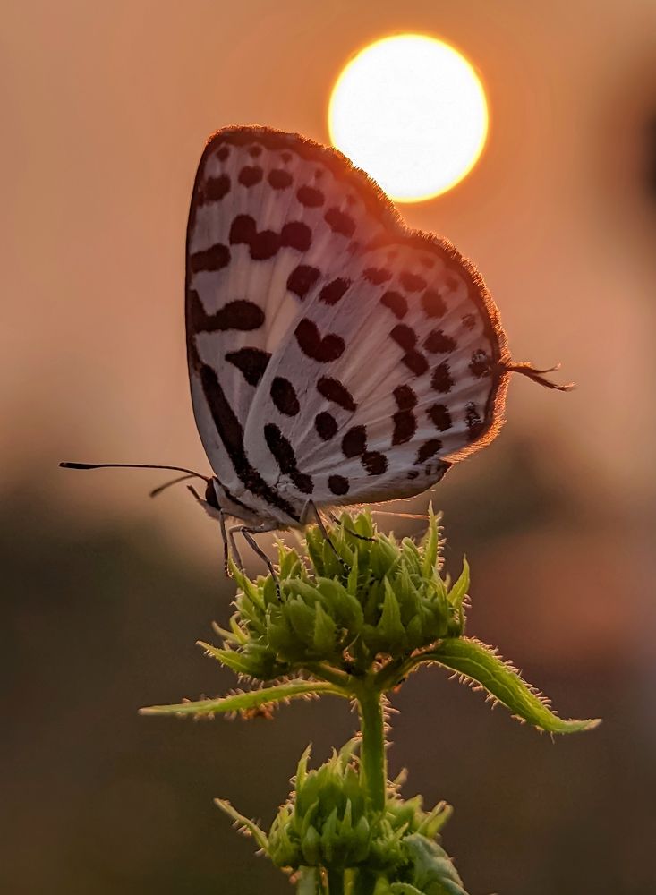 Photograph by INDRANIL MUKHERJEE